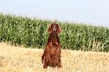 SETTER IRLANDAIS 011